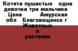 Котята пушистые , одна девочка три мальчика › Цена ­ 100 - Амурская обл., Благовещенск г. Животные и растения » Кошки   . Амурская обл.,Благовещенск г.